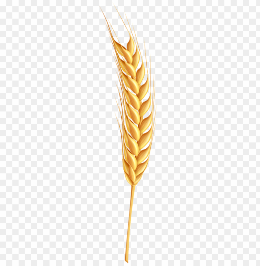 Golden wheat stalk with grain, symbolizing agriculture and harvest PNG