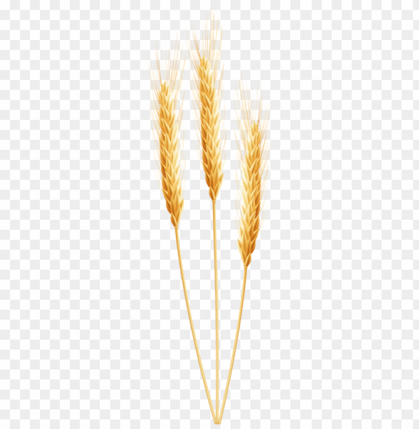 Three golden wheat stalks isolated on a transparent background PNG