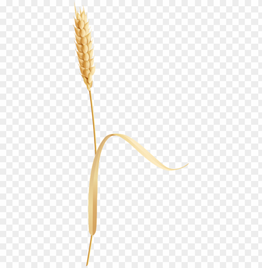 Golden wheat stalk with curved ribbon on a transparent background PNG