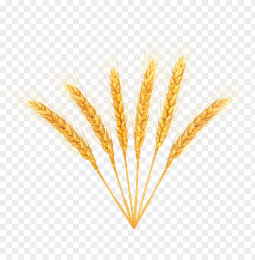 A bunch of wheat stalks arranged in a fan shape PNG