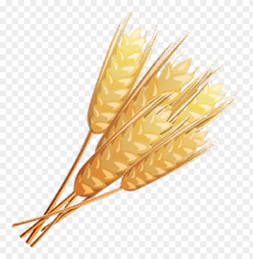 A bunch of golden wheat stalks with ears, symbolizing harvest and agriculture PNG