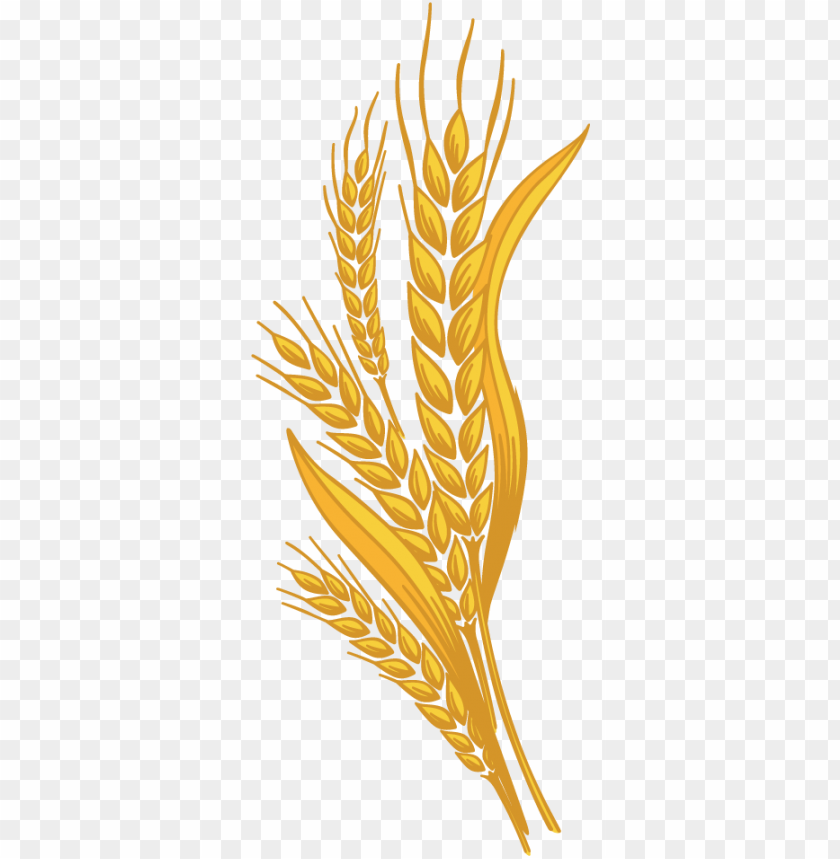 wheat png,wheat png image,wheat png file,wheat plant png,wheat bread png,wheat images png,wheat images clip art