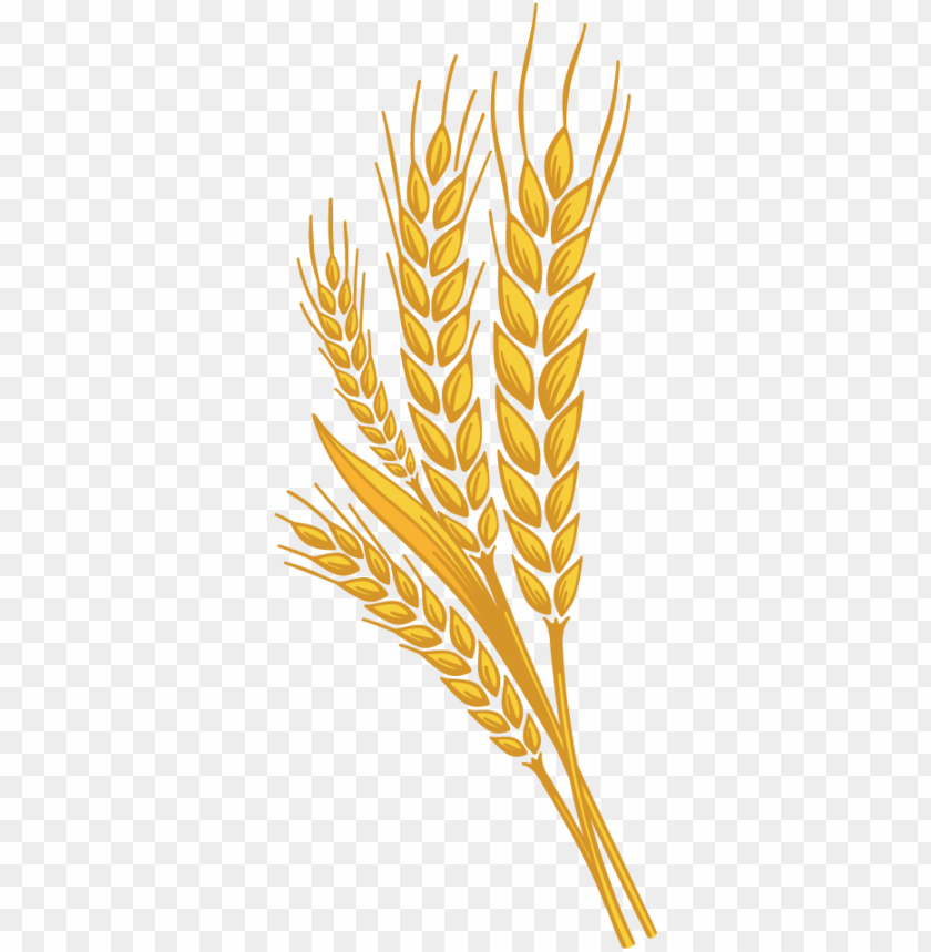 Golden wheat stalks representing agriculture and harvesti PNG