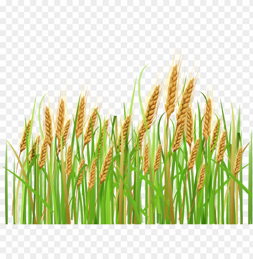 Illustration of golden wheat stalks in a green field PNG