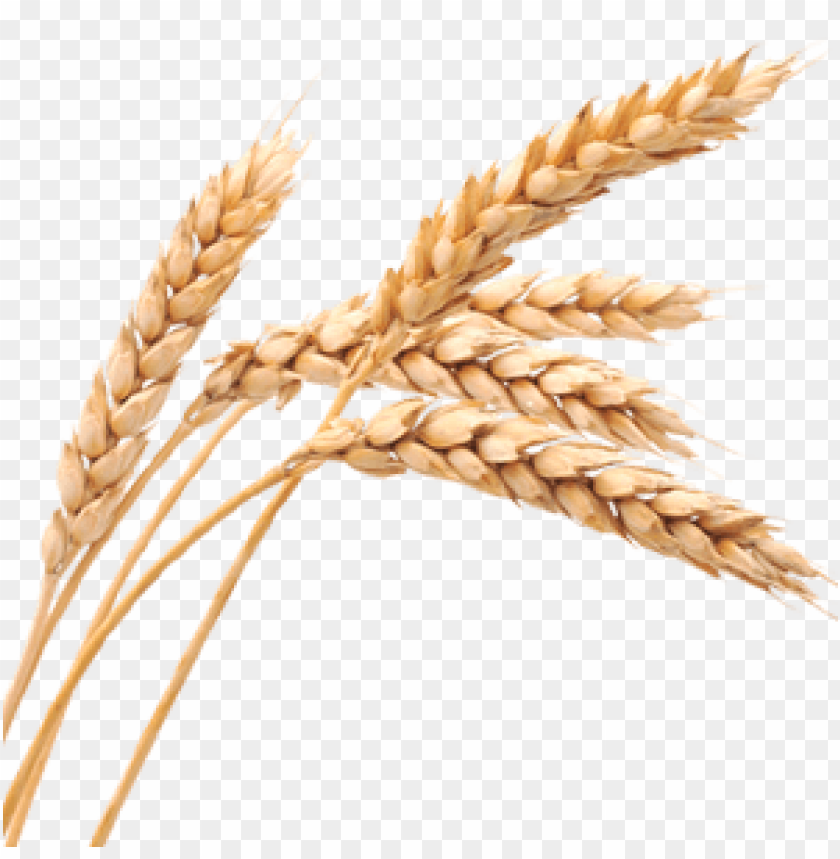 Golden wheat ears arranged elegantly on a transparent background PNG