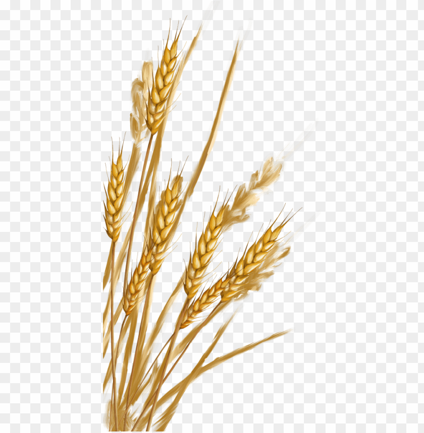 wheat png,wheat png image,wheat png file,wheat plant png,wheat bread png,wheat images png,wheat images clip art