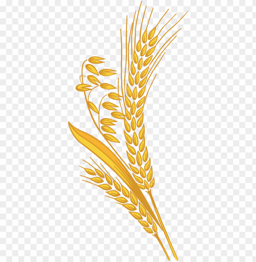 Illustration of golden wheat stalks and grains on a transparent background PNG