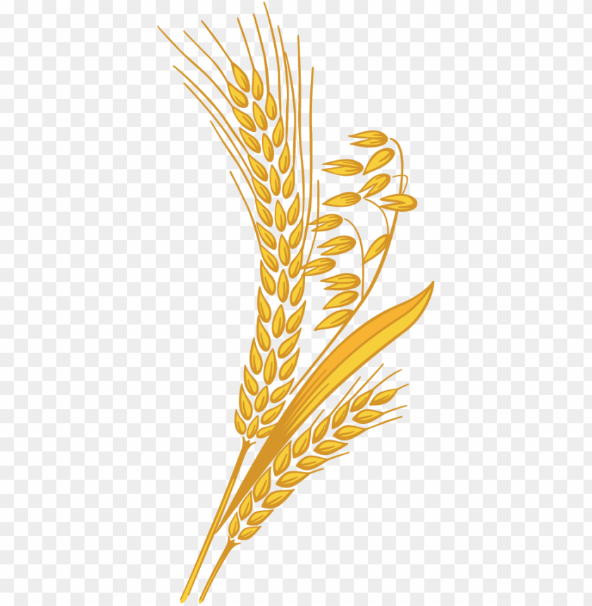 Illustration of golden wheat and barley stalks on a transparent background PNG