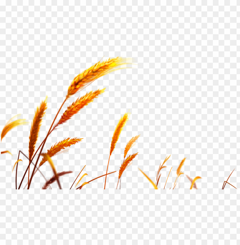 Golden grass stalks against a transparent background PNG