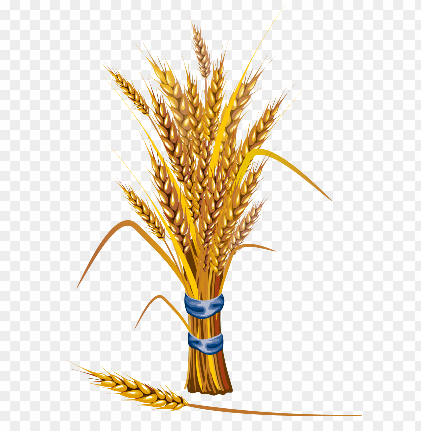 wheat png,wheat png image,wheat png file,wheat plant png,wheat bread png,wheat images png,wheat images clip art