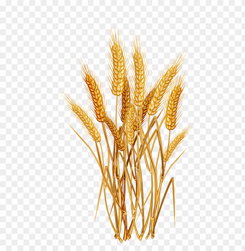 A bunch of golden wheat stalks on a transparent background PNG