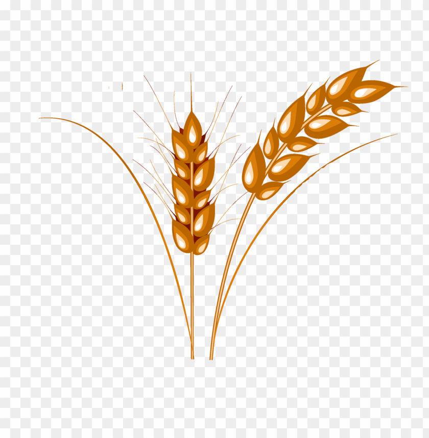 wheat png,wheat png image,wheat png file,wheat plant png,wheat bread png,wheat images png,wheat images clip art