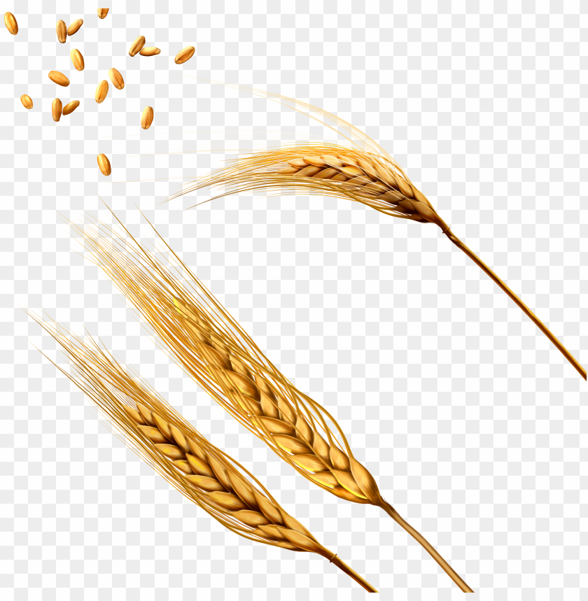 Golden wheat stalks with grains isolated on a transparent background PNG