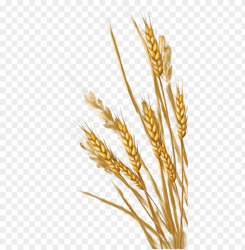 wheat png,wheat png image,wheat png file,wheat plant png,wheat bread png,wheat images png,wheat images clip art