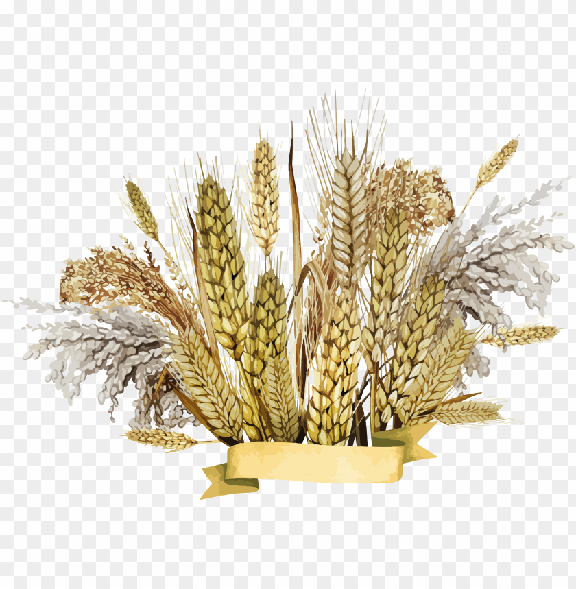 Elegant arrangement of wheat and grasses with a golden ribbo PNG