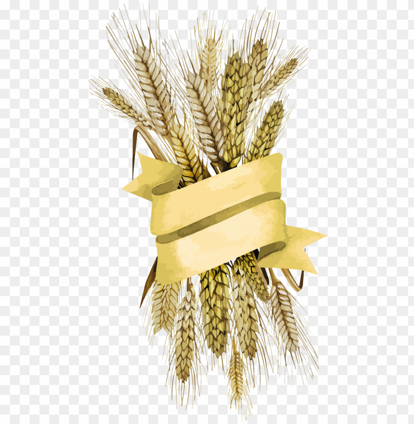 A bundle of wheat with a yellow ribbon wrapped around it PNG