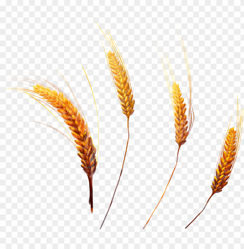 Four golden wheat stalks on a transparent background PNG