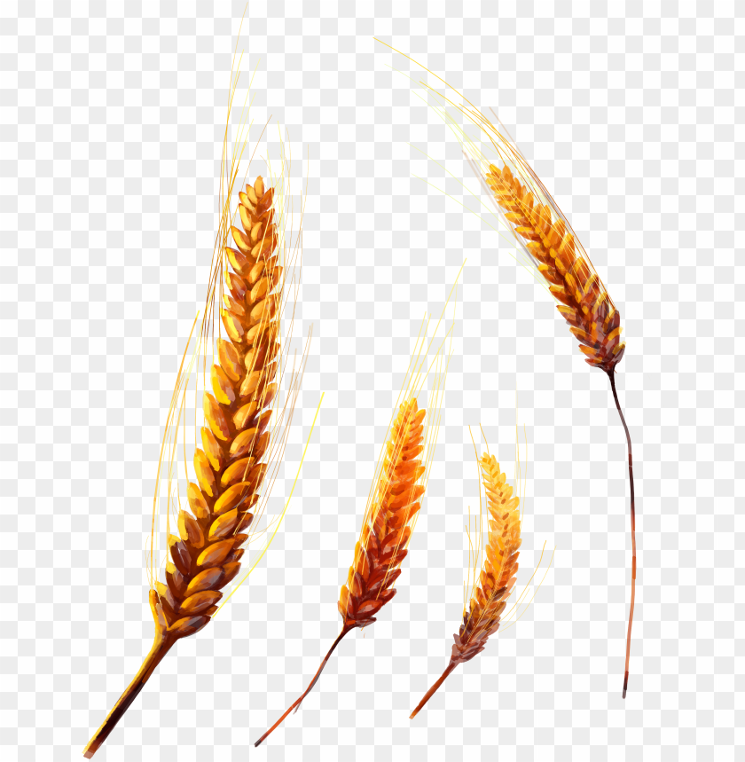 Four golden wheat stalks against a transparent background PNG