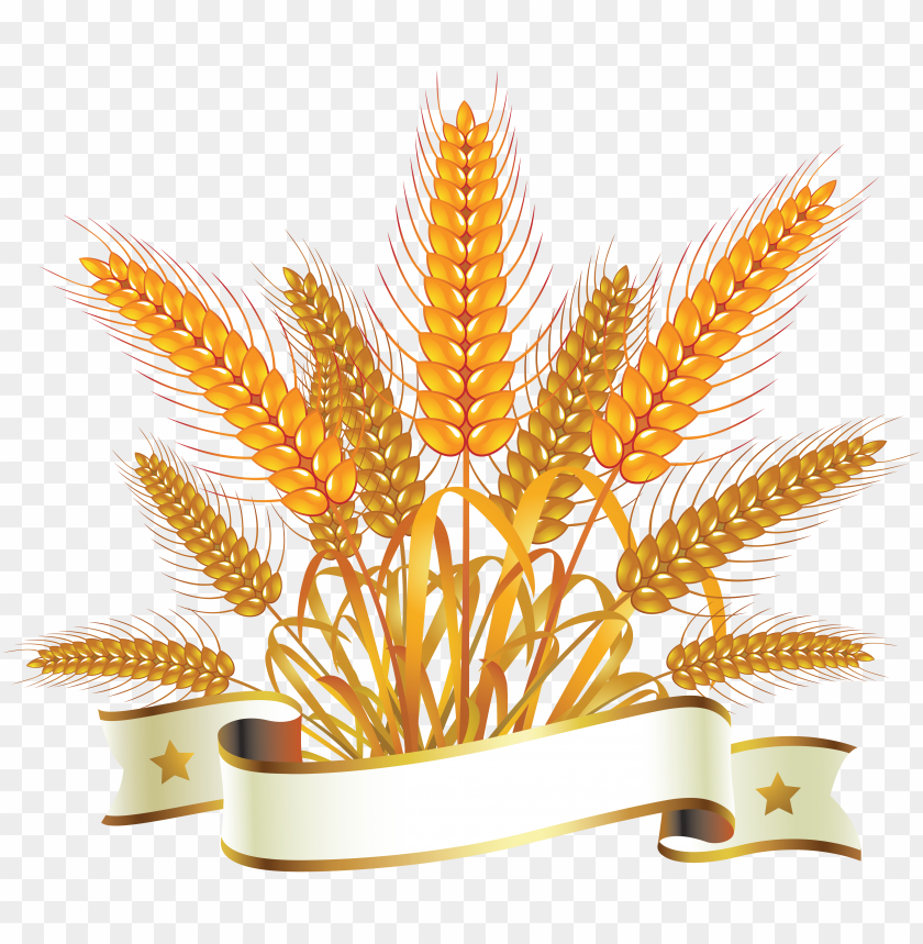 wheat png,wheat png image,wheat png file,wheat plant png,wheat bread png,wheat images png,wheat images clip art