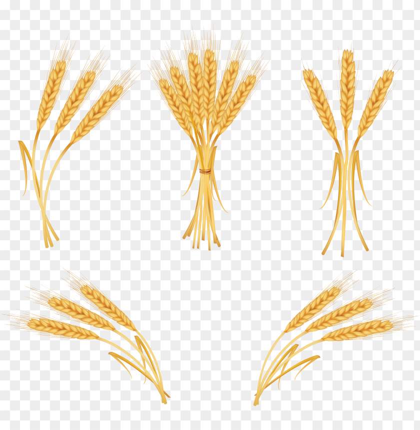 Various golden wheat stalks in a transparent PNG format PNG