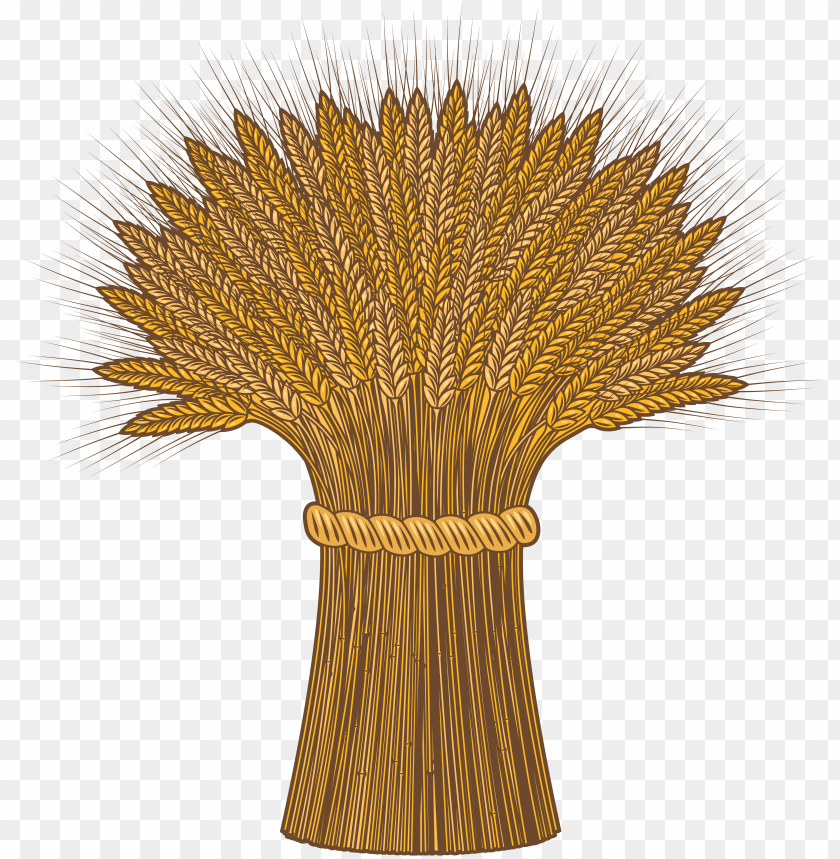 A bundle of golden wheat stalks tied together PNG