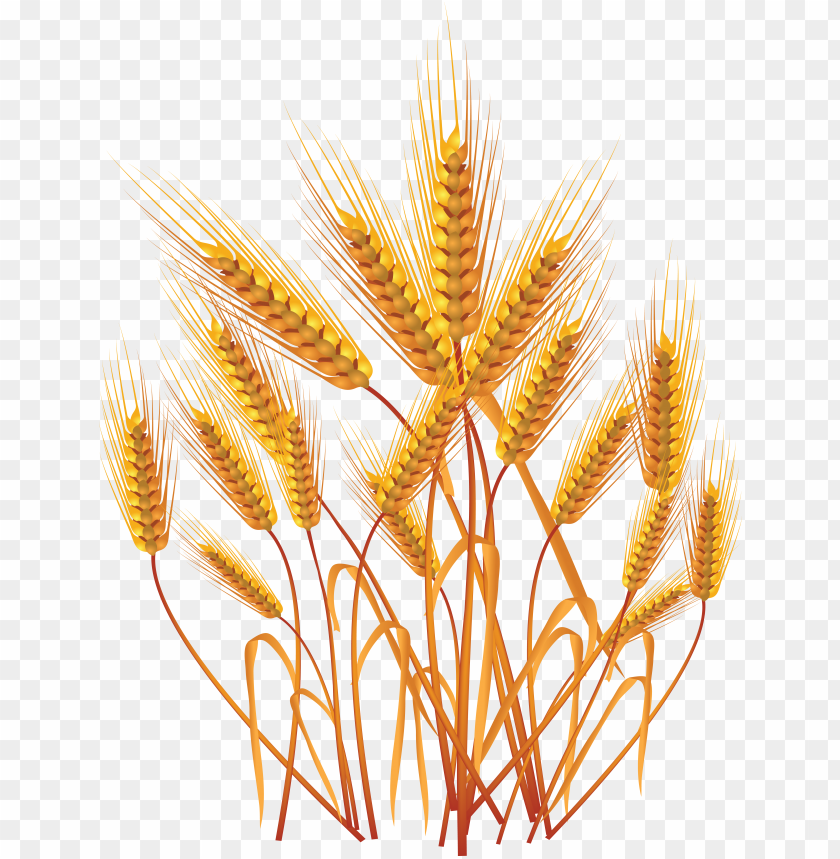 Golden wheat stalks against a transparent background PNG