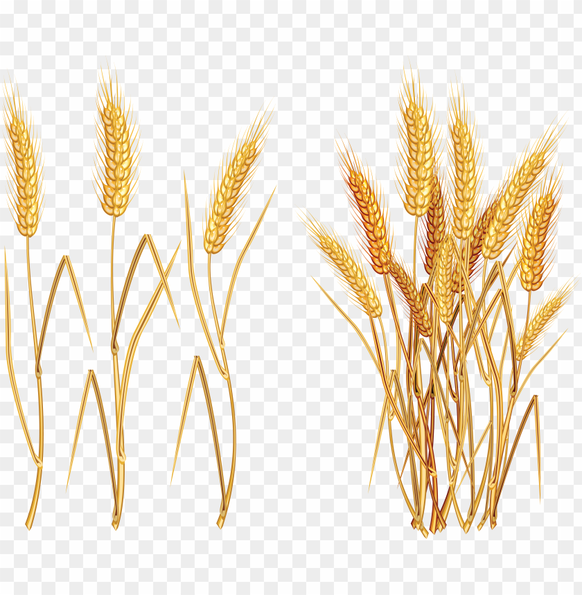 wheat png,wheat png image,wheat png file,wheat plant png,wheat bread png,wheat images png,wheat images clip art