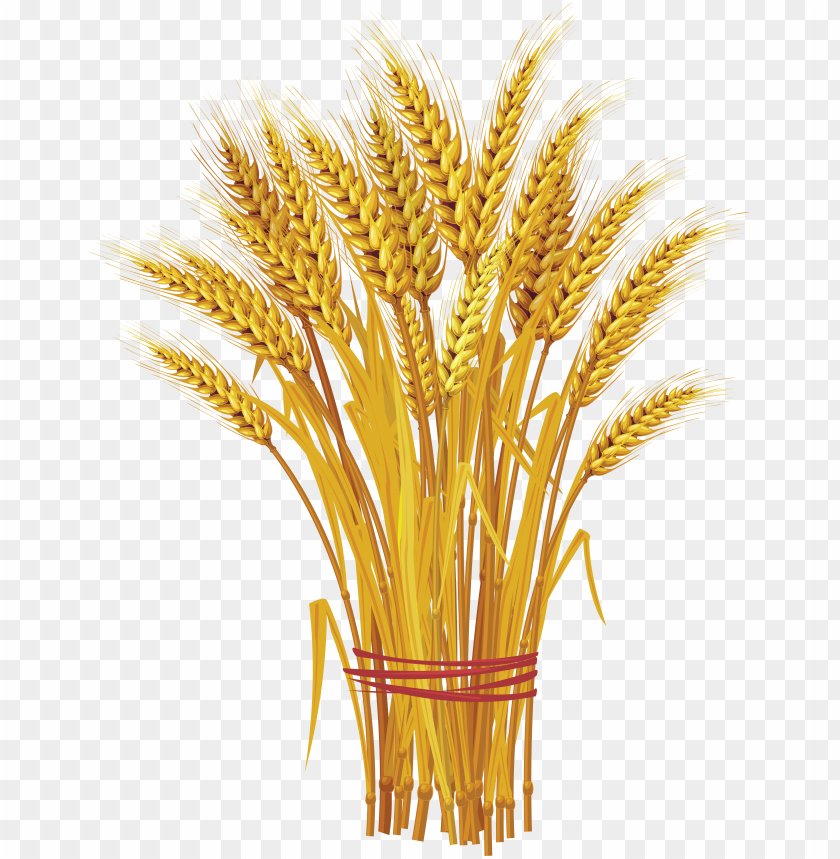 A bundle of golden wheat stalks tied with red stri PNG