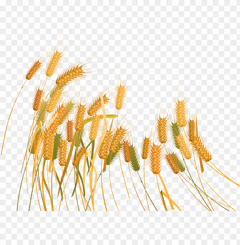 wheat png,wheat png image,wheat png file,wheat plant png,wheat bread png,wheat images png,wheat images clip art