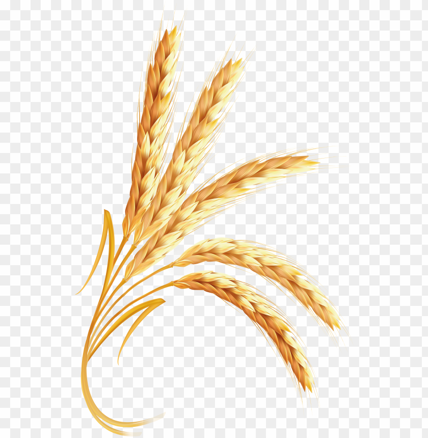 A cluster of golden wheat stalks with a transparent background PNG