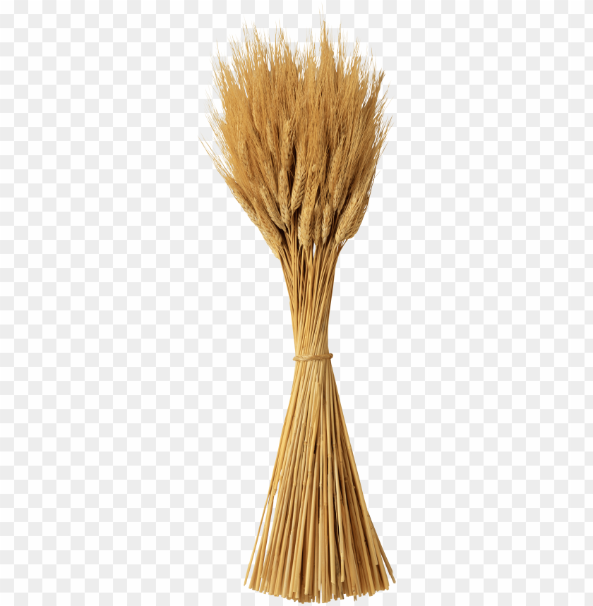 A bundle of golden wheat stalks tied together PNG