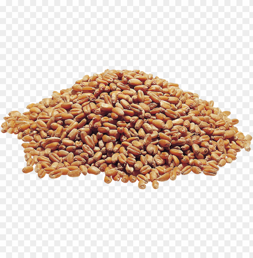 wheat png,wheat png image,wheat png file,wheat plant png,wheat bread png,wheat images png,wheat images clip art