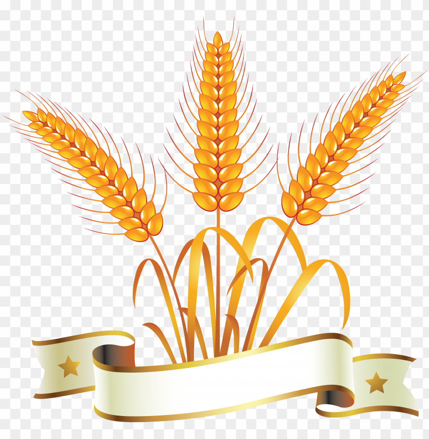 Golden wheat ears with a decorative banner below PNG