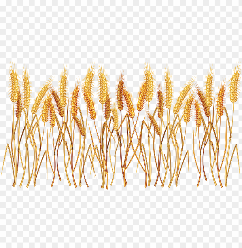 Golden wheat stalks waving in the wind, representing harvest and abundance PNG