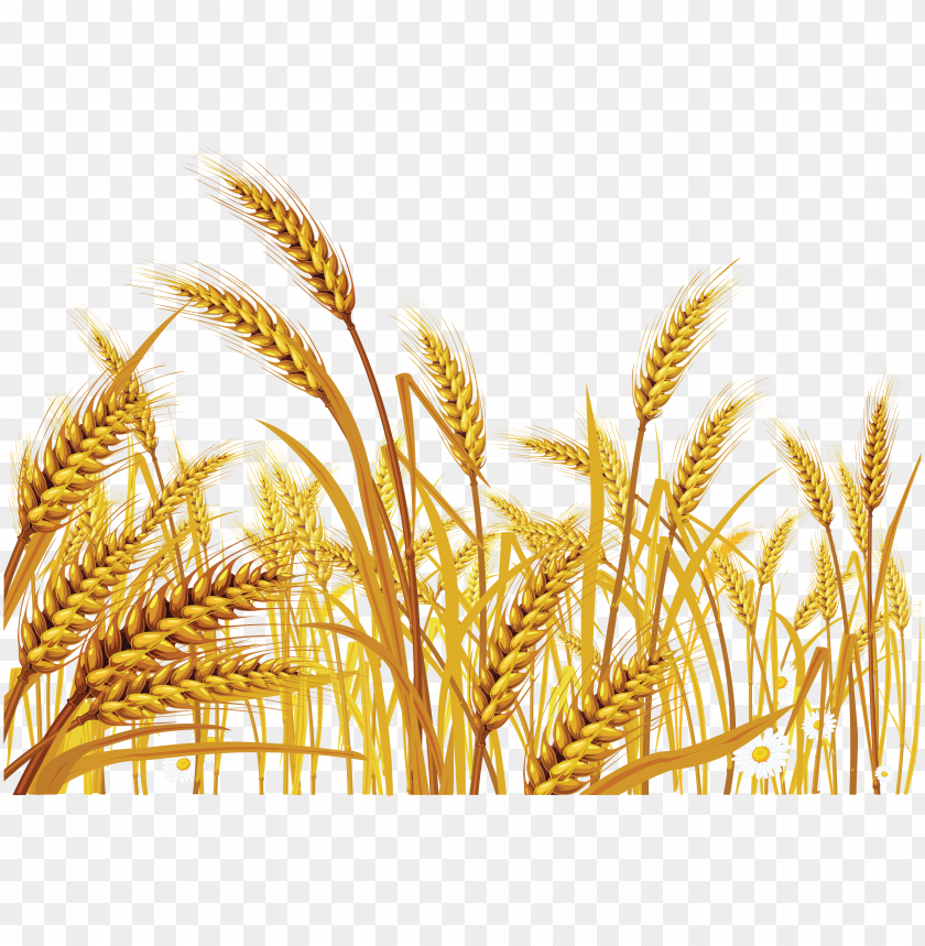 wheat png,wheat png image,wheat png file,wheat plant png,wheat bread png,wheat images png,wheat images clip art