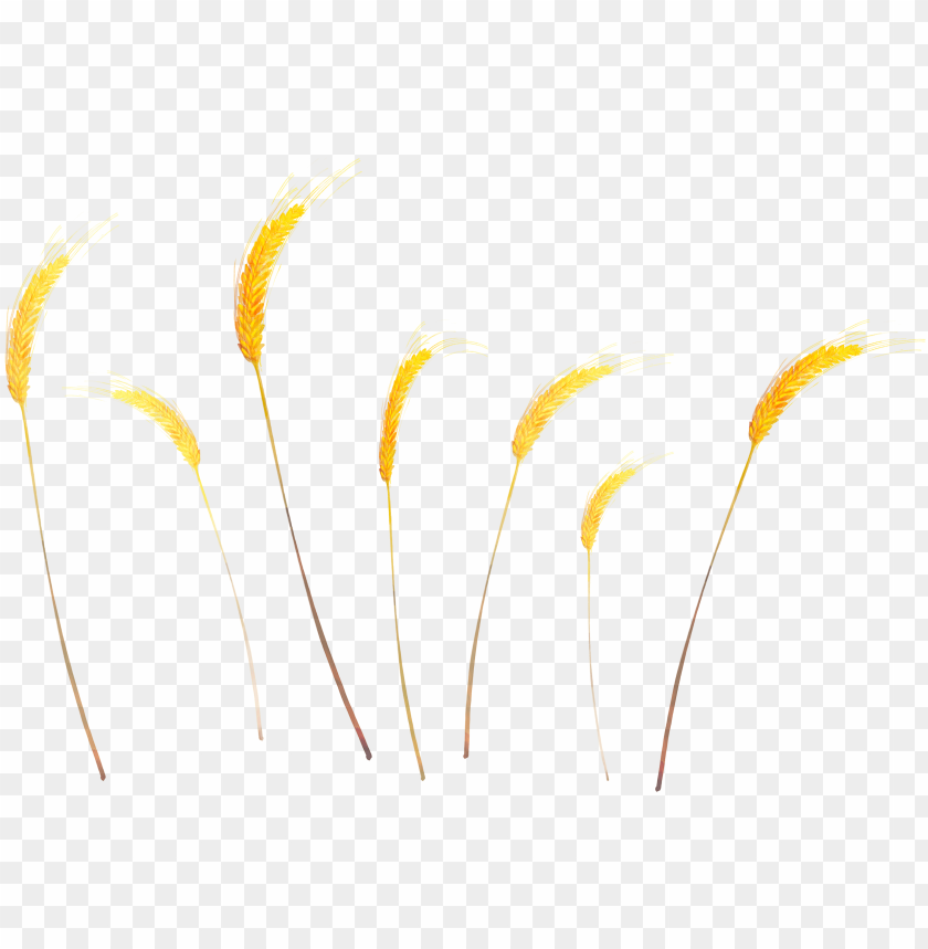 A collection of golden wheat stalks on a transparent background PNG