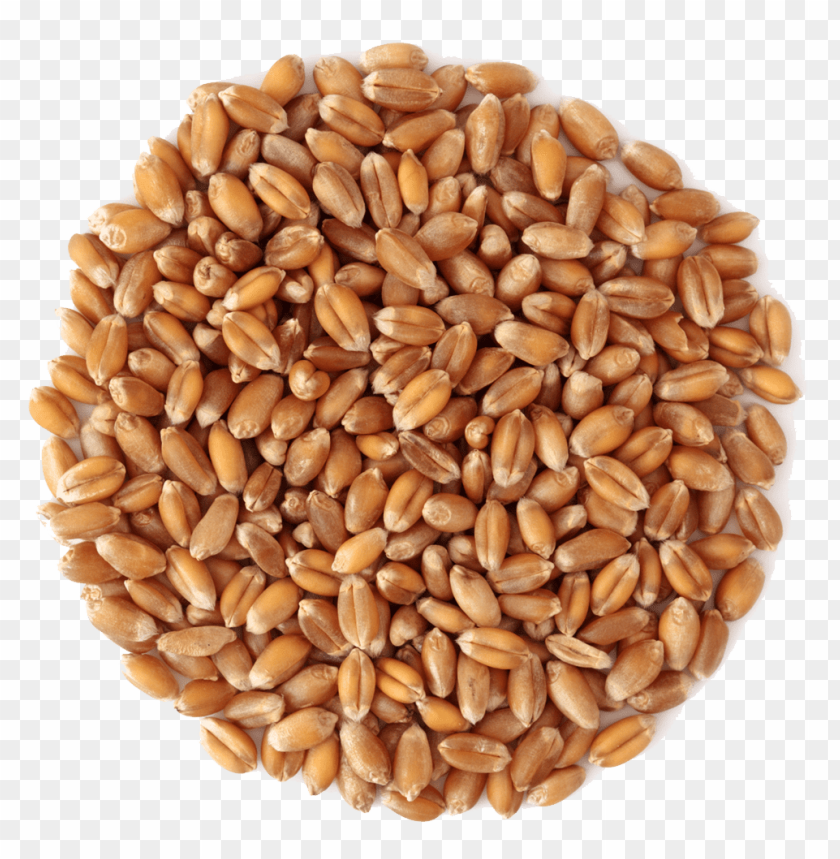 
wheat
, 
grain
, 
cereal
, 
seed
