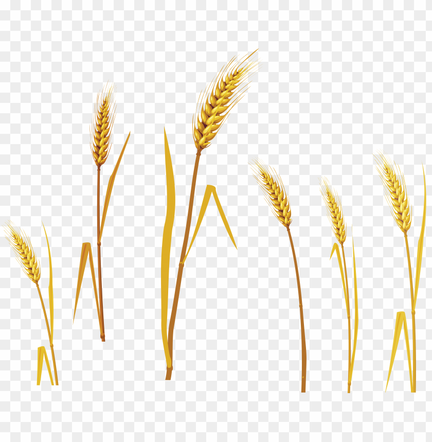 
wheat
, 
grain
, 
cereal
, 
seed
