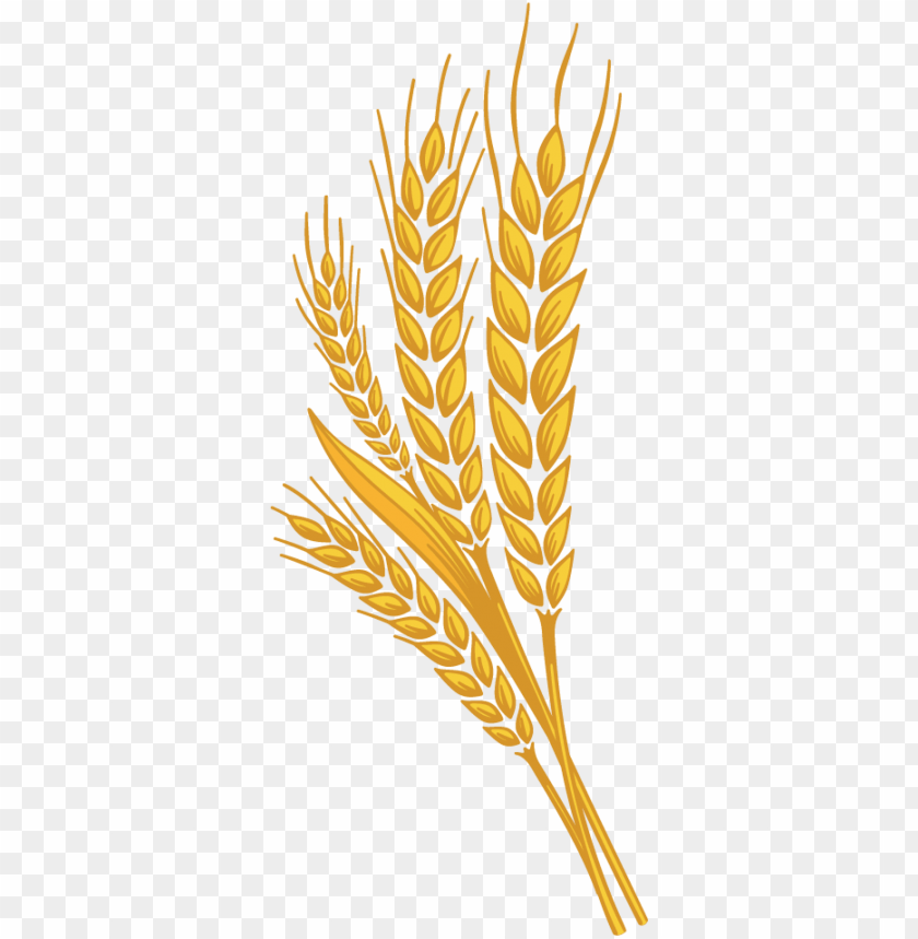 
wheat
, 
grain
, 
cereal
, 
seed
