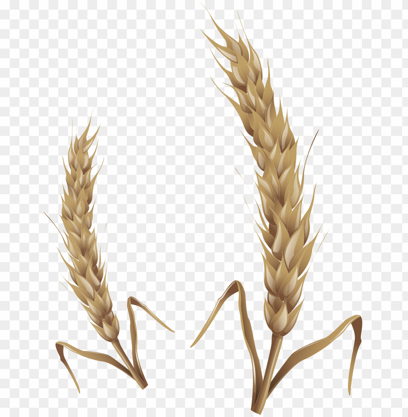 
wheat
, 
grain
, 
cereal
, 
seed
