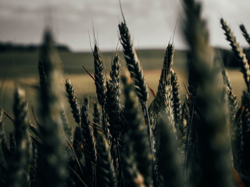 Wheat Spikelets Field Plants Cereals Background