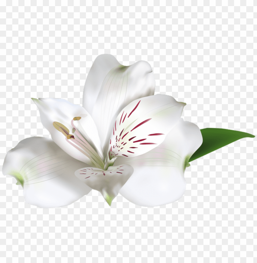 white alstroemeria