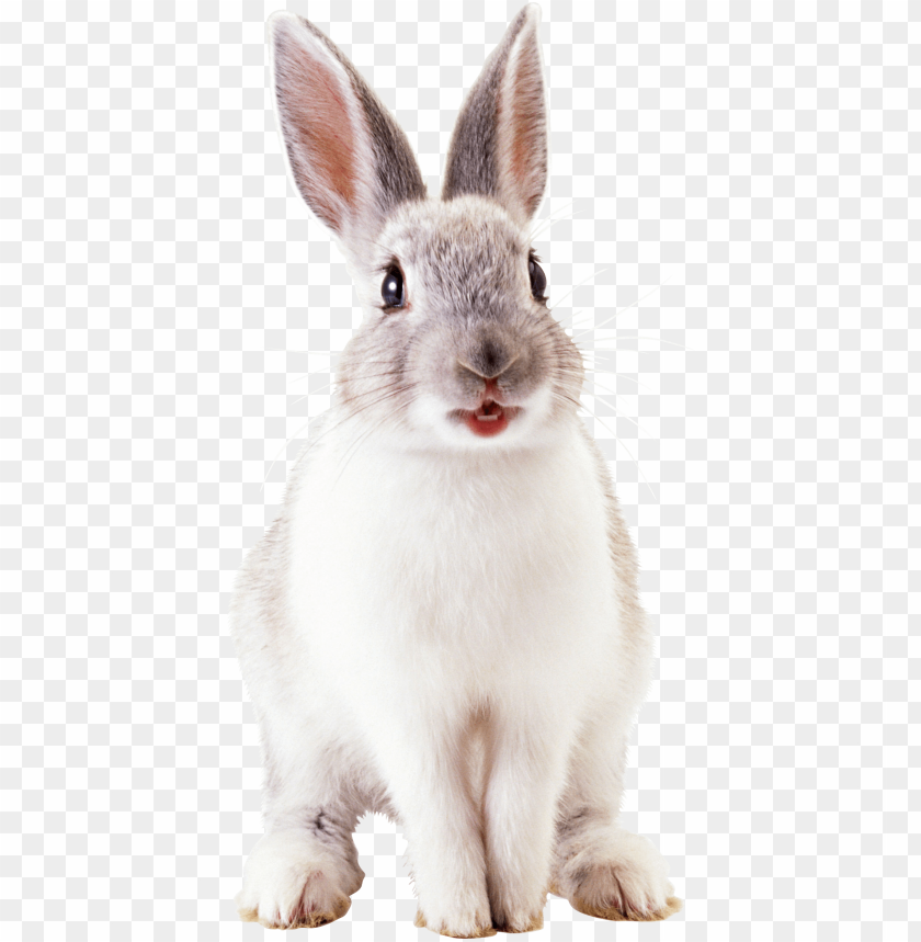 
rabbit
, 
cute
, 
brown
, 
white
, 
fur
, 
friendly
, 
pet
