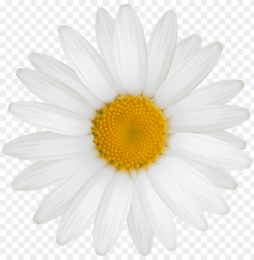 daisy, white