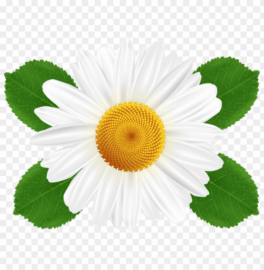 white daisy