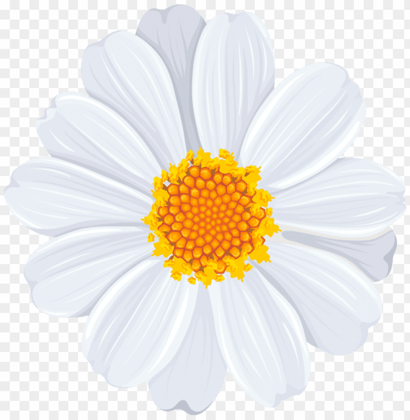 white daisy