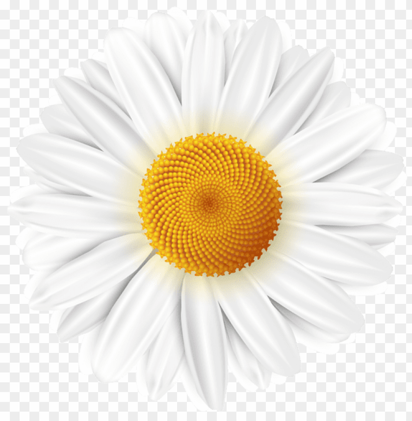 white daisy transparent