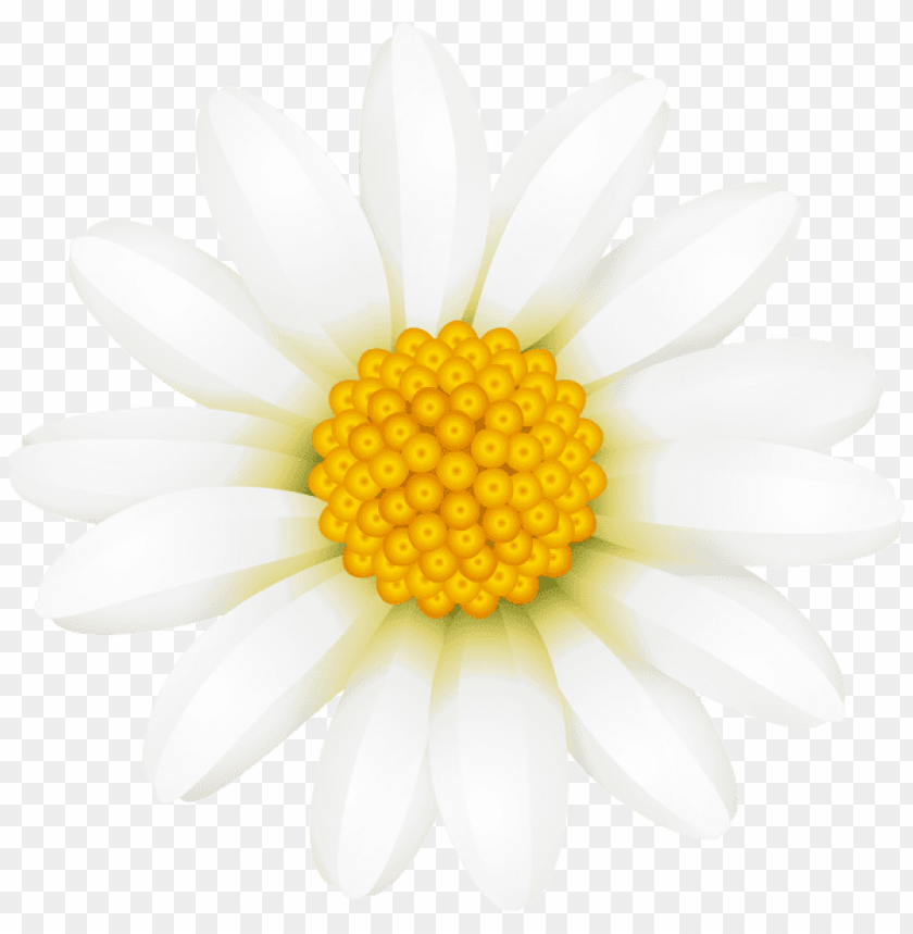 white daisy transparent