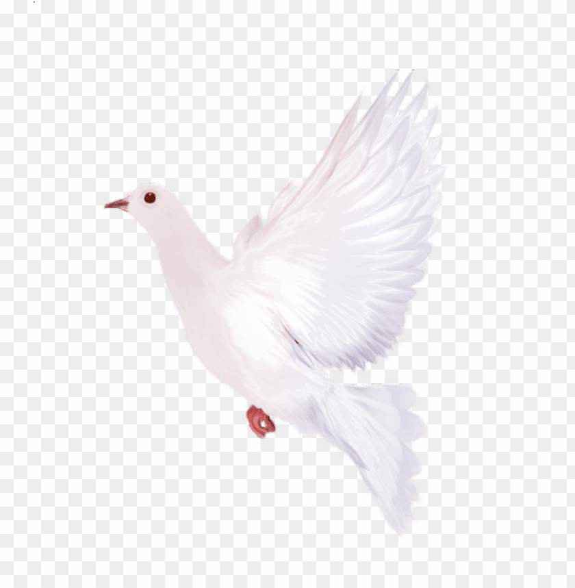 birds png ,bird