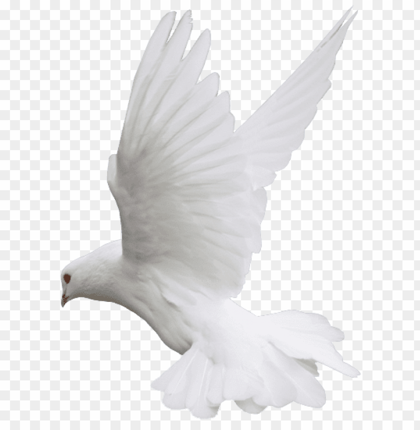 birds png ,bird